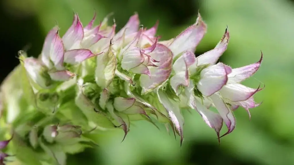 Clary sage oil for anxiety
