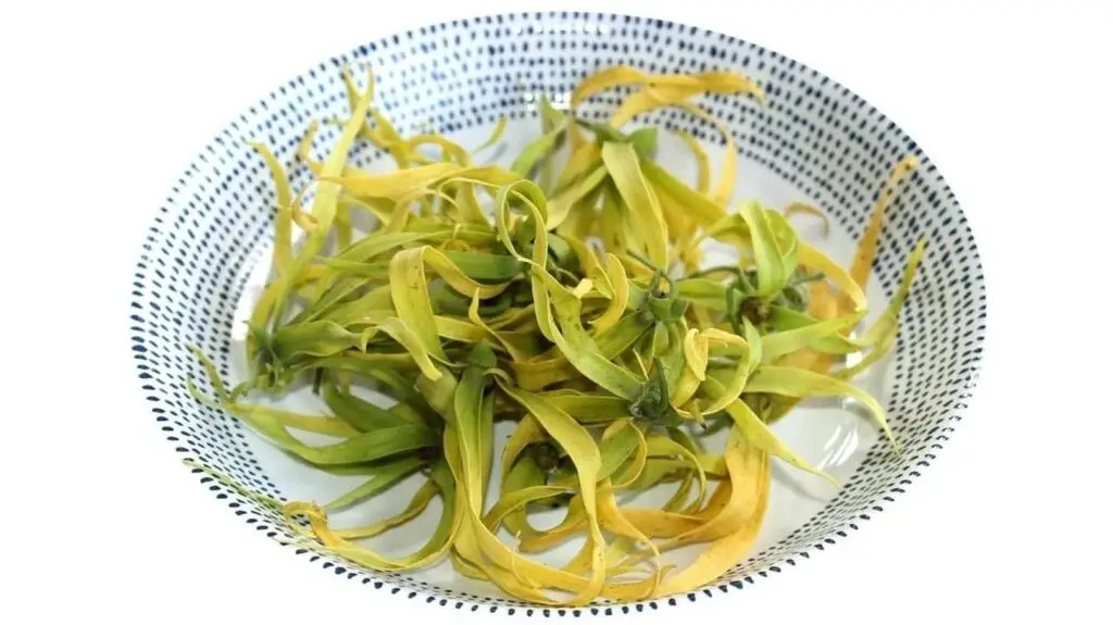 Ylang ylang oil for anxiety