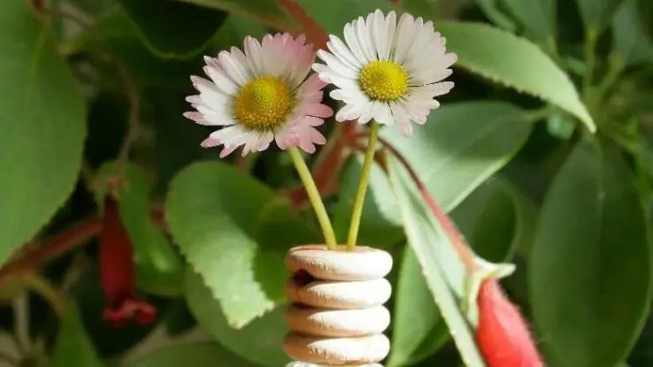 Chamomile oil for anxiety