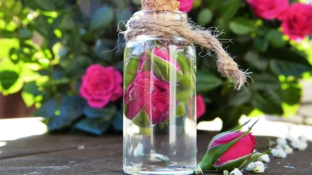 Rose oil for anxiety